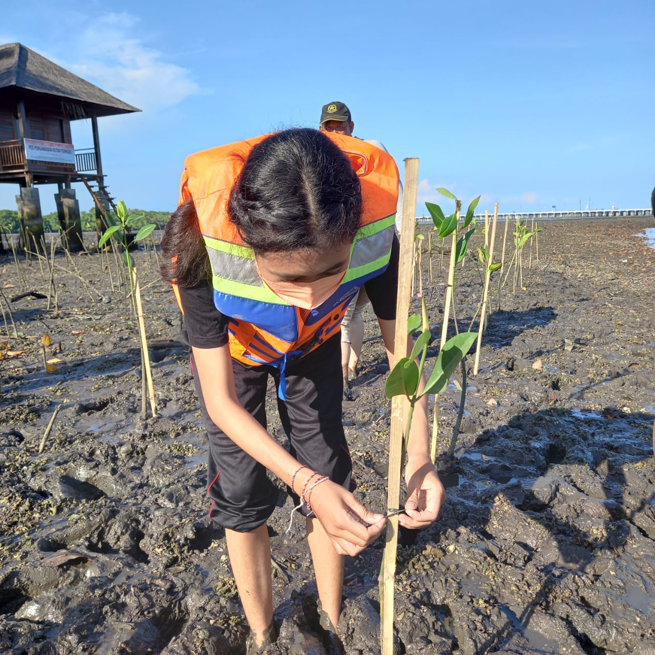 Mangrove Planting and Cleaning Mangrove Area in the Beach Mass Clean Up BEM FK Unud